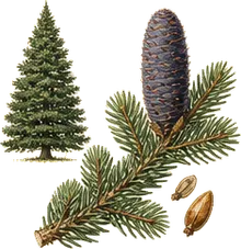 Subalpine Fir