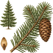 Noble Fir