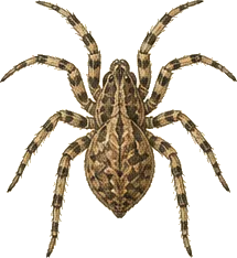 Zoropsis Spider