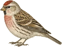 Hoary Redpoll