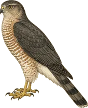 Sharp-shinned Hawk
