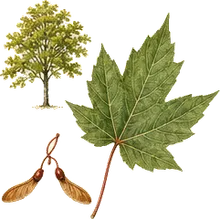 Vine Maple