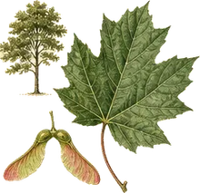 Bigleaf Maple