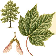 Striped Maple