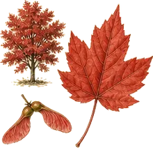 Red Maple