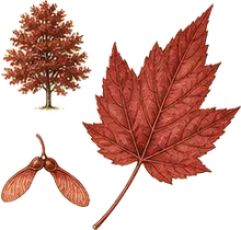 Drummond Red Maple
