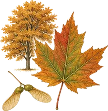 Sugar Maple