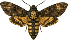 Death's Head Hawk Moth