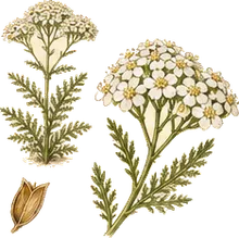 Western Yarrow