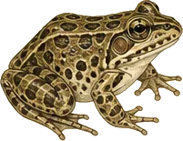 Northern Cricket Frog