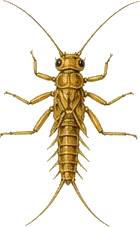 Golden Stonefly