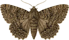 American Dagger Moth
