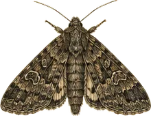 Funerary Dagger Moth