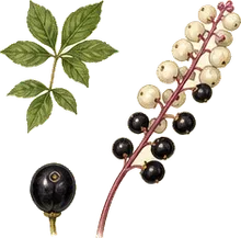 White Baneberry
