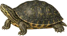 Western Pond Turtle