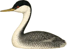 Clark's Grebe