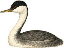 Western Grebe