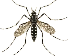 Asian Tiger Mosquito