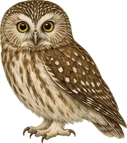 Northern Saw-whet Owl
