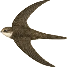 White-throated Swift
