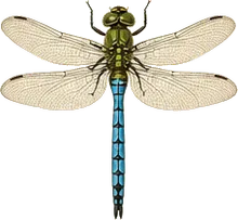 Canada Darner