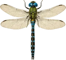 Blue-eyed Darner