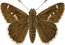 Neumogen's Giant-Skipper