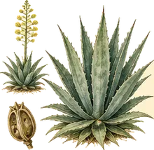 Century Plant