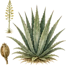 Desert Agave