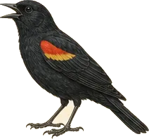 Red-winged Blackbird