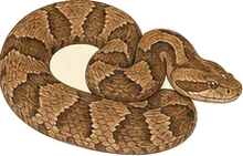 Copperhead