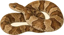 Broad-banded Copperhead
