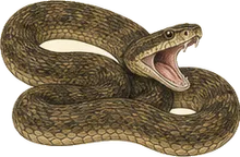 Cottonmouth