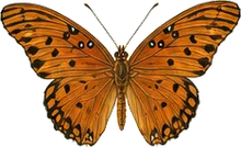 Gulf Fritillary