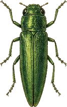 Emerald Ash Borer