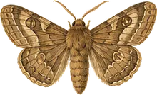 Doubtful Agroperina Moth