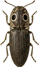 Eyed Click Beetle