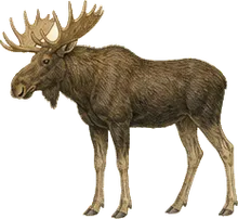 Moose