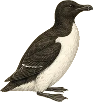 Dovekie