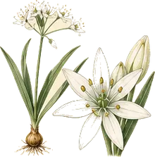 Wild Leek
