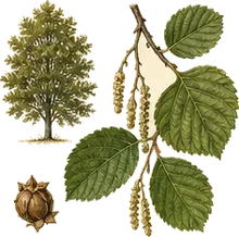 Speckled Alder