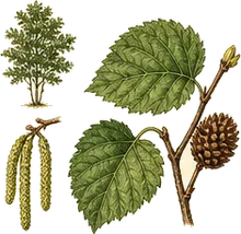 Hazel Alder