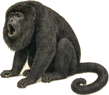 Mantled Howler Monkey
