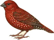 Red Avadavat