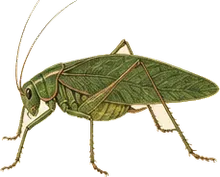 Oblong-winged Katydid