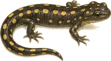 Jefferson's Salamander