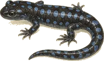 Blue-spotted Salamander