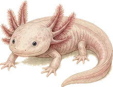 Axolotl