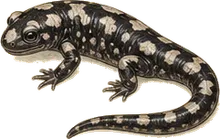 Marbled Salamander