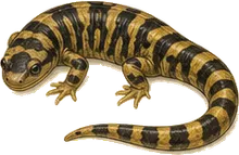 Tiger Salamander